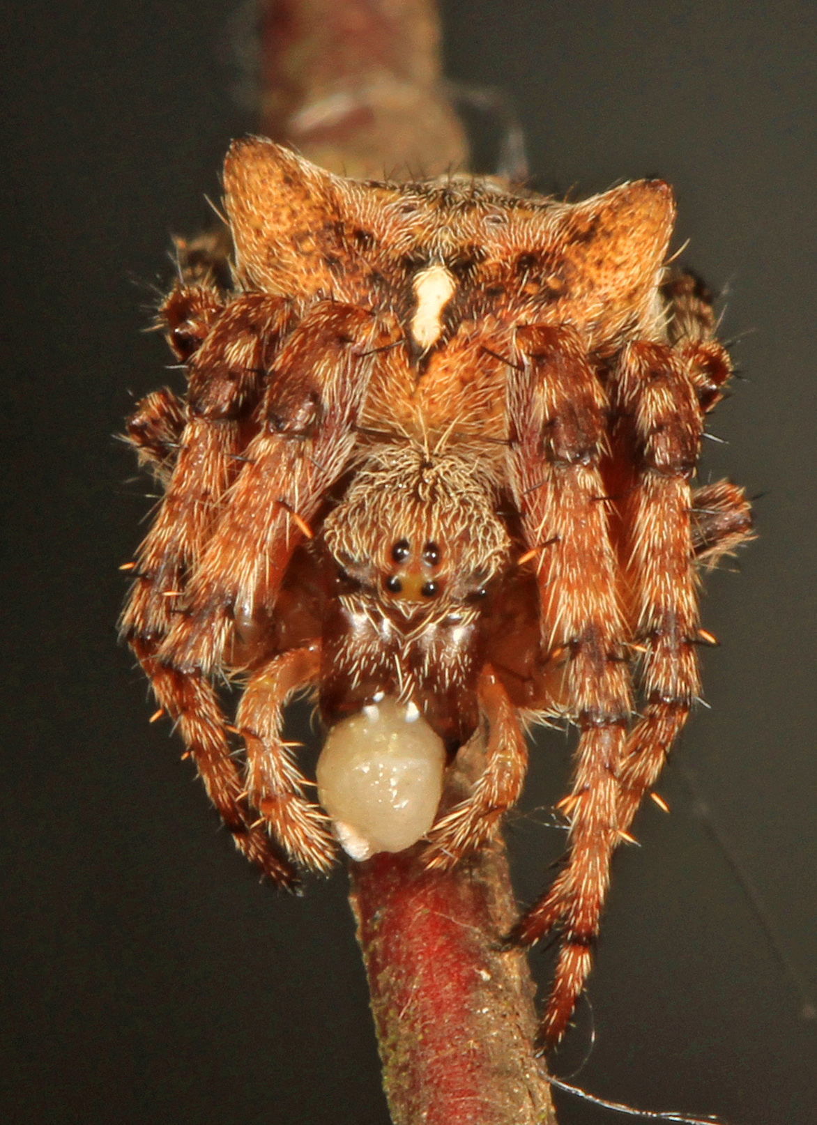 Fierce Orbweaver (Araneus saevus) · iNaturalist