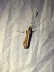 Limnephilus ornatus
