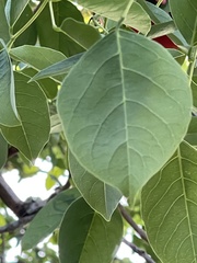 Erythrina crista-galli