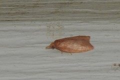 Sparganothis distincta