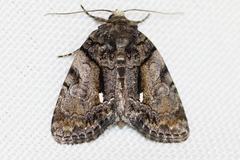 Chytonix palliatricula