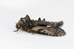 Chytonix palliatricula