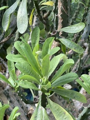 Euphorbia milii