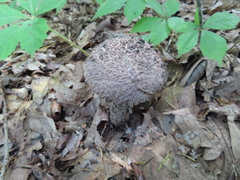 Strobilomyces confusus