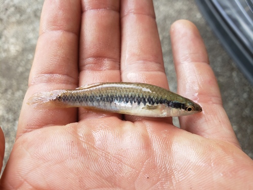 Blackstripe topminnow (Fundulus notatus) — Fundulidae — 2