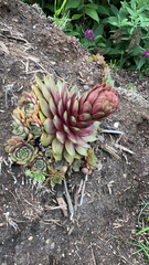 Sempervivum tectorum