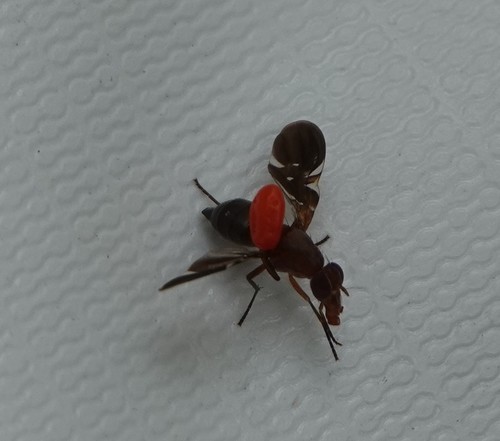 Common picture-winged fly