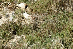 Passerculus sandwichensis beldingi