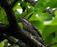 Yungipicus moluccensis