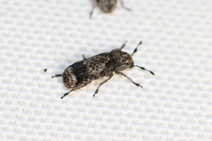 Ozotomerus japonicus