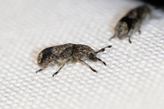 Ozotomerus japonicus