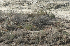 Passerculus sandwichensis beldingi