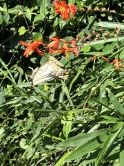 Papilio machaon hippocrates