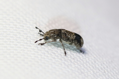 Ozotomerus japonicus