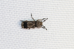 Ozotomerus japonicus