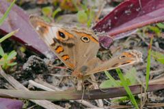 Junonia zonalis