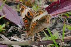Junonia zonalis