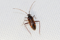 Eustictus