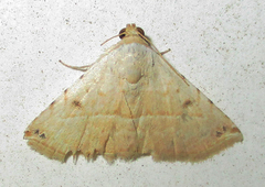 Eublemma gayneri