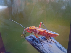 Stenomacra marginella