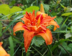 Hemerocallis fulva kwanso