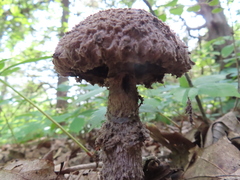 Strobilomyces confusus