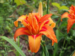 Hemerocallis fulva kwanso