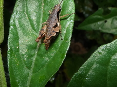 Eujivarus meridionalis