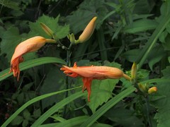 Hemerocallis fulva kwanso