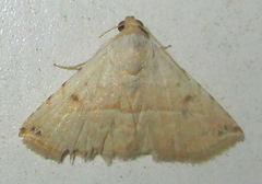 Eublemma gayneri
