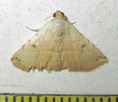 Eublemma gayneri