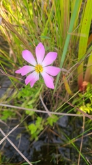 Sabatia dodecandra foliosa