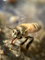 Apis mellifera