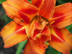 Hemerocallis fulva kwanso