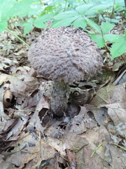 Strobilomyces confusus