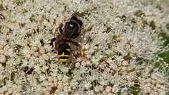 Ectemnius cephalotes