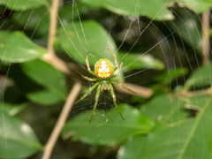 Araneus unanimus