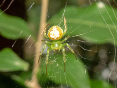 Araneus unanimus