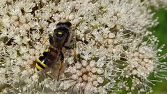 Ectemnius cephalotes