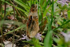 Junonia zonalis