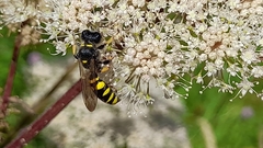 Ectemnius cephalotes