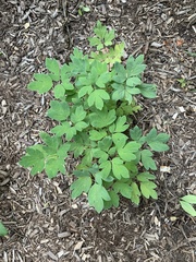 Lamprocapnos spectabilis