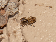 Thiodinini