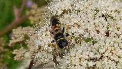 Ectemnius cephalotes