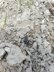 Tachysphex nigerrimus