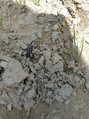 Tachysphex nigerrimus