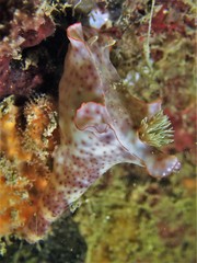 Ceratosoma