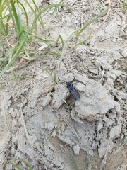 Tachysphex nigerrimus