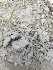 Tachysphex nigerrimus