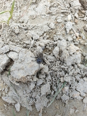 Tachysphex nigerrimus